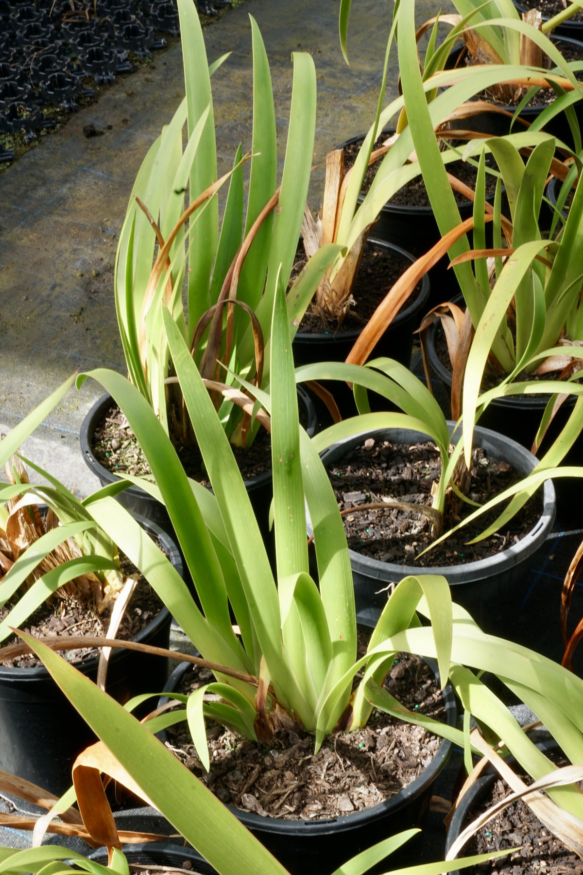 Xeronema callistemon 8L