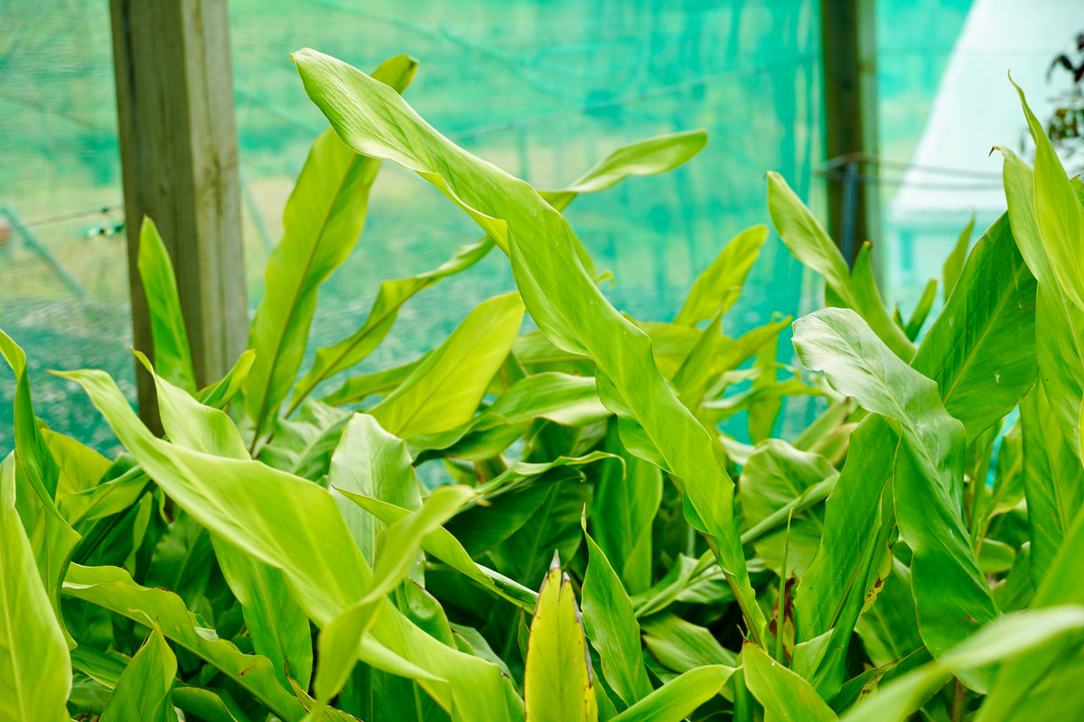 Alpinia nutans 5L