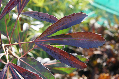 Pseudopanax 'Moas Toes' 5L