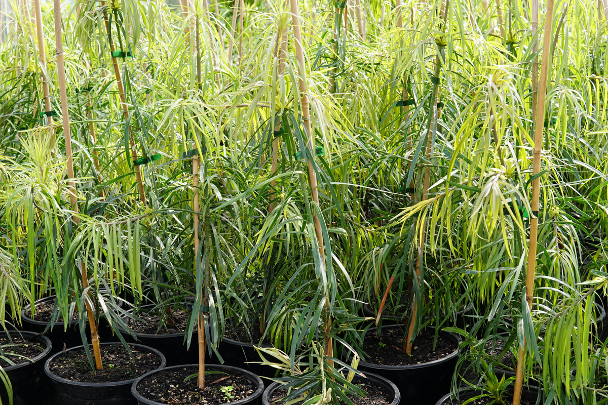 Podocarpus henkelii 5L