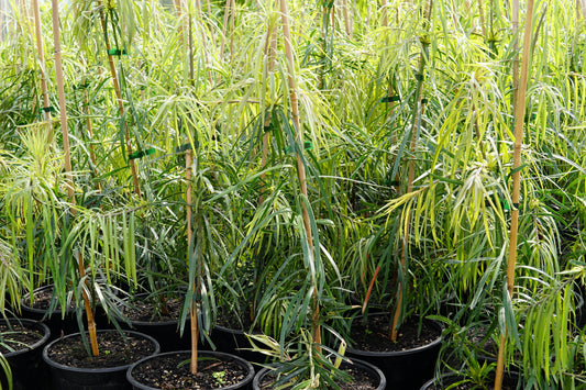 Podocarpus henkelii 5L