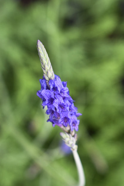 Lavandula 'Sidonie' 1.5L
