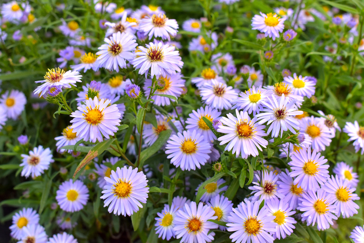Aster novi-belgii 1.5L