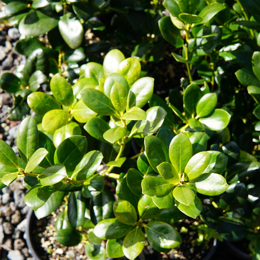Ilex 'Largo' 1.5L