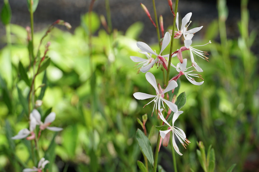 Gaura 'Sparkle White' 1.5L