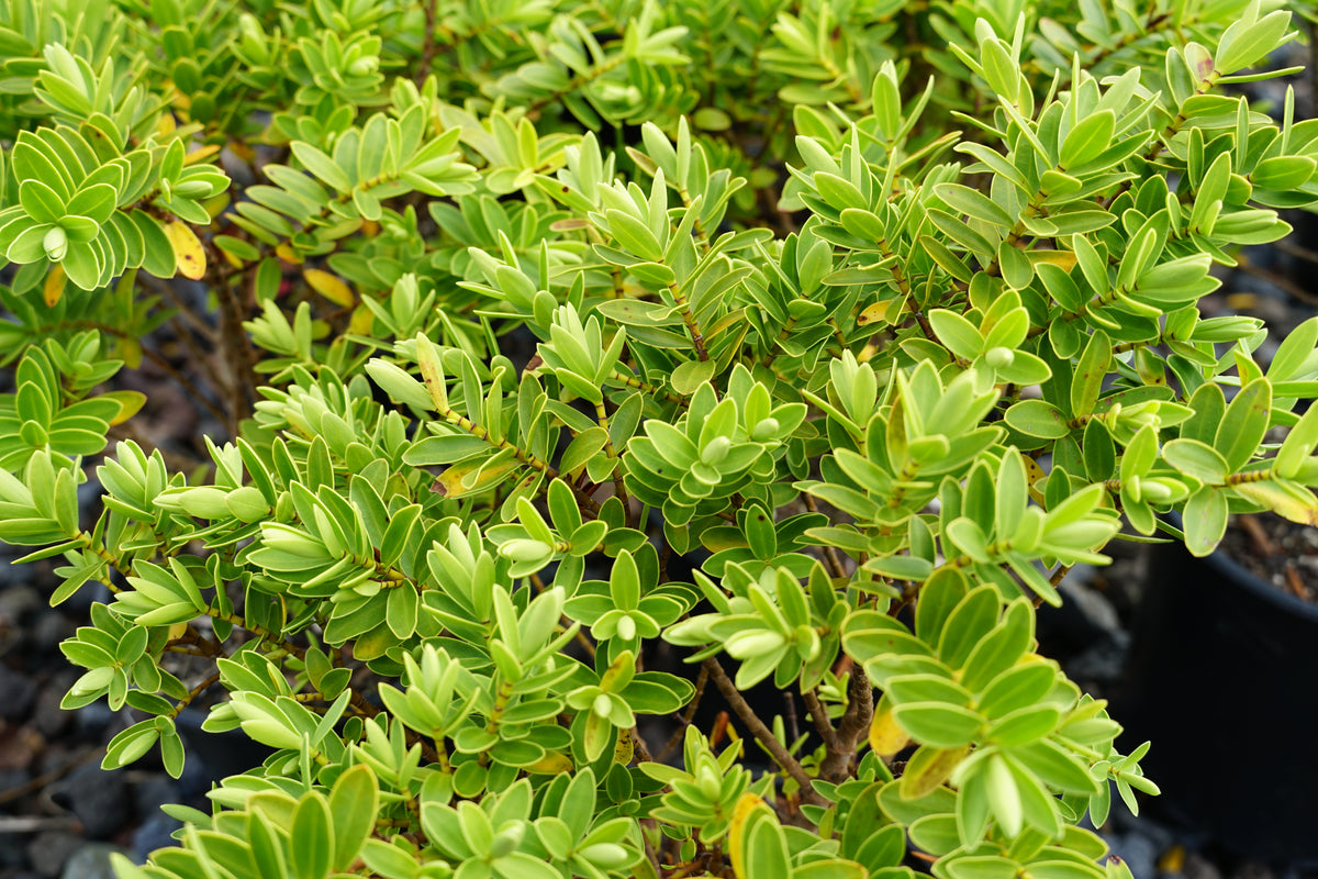 Hebe 'Wiri Mist' 1.5L