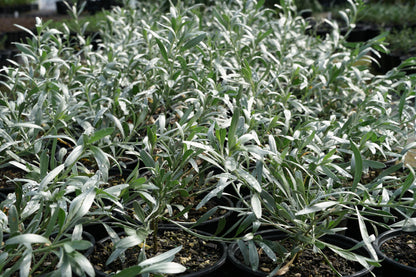 Convolvulus cneorum 1.5L