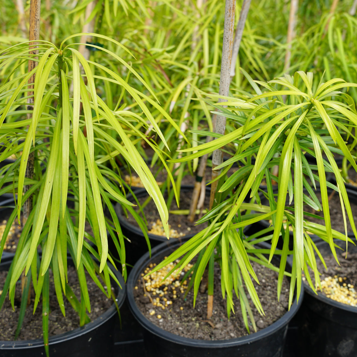 Podocarpus henkelii 5L