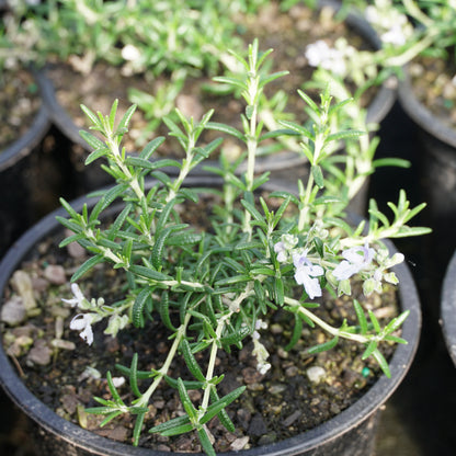 Rosmarinus prostratus 1.5L