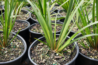 Libertia ixioides 1.5L