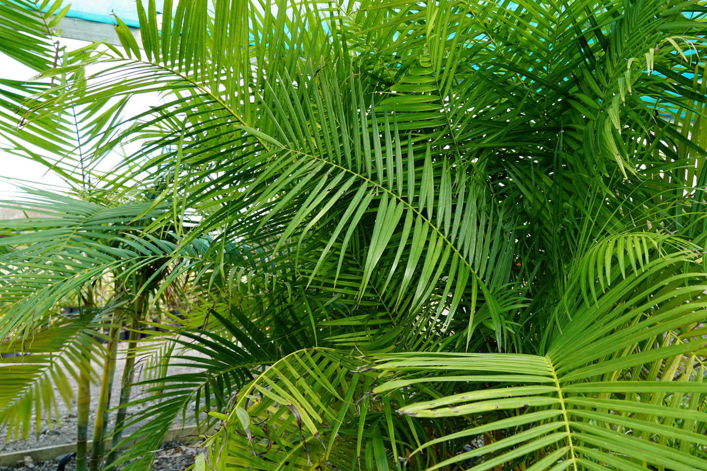 Dypsis baronii 35L