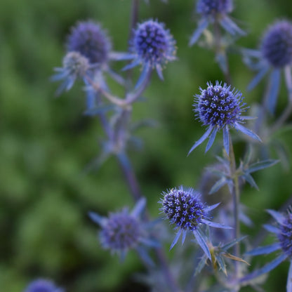 Eryngium planum 1.5L