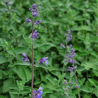 Nepeta mussinii 1.5L