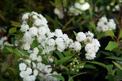Spiraea cantoniensis 1.5L