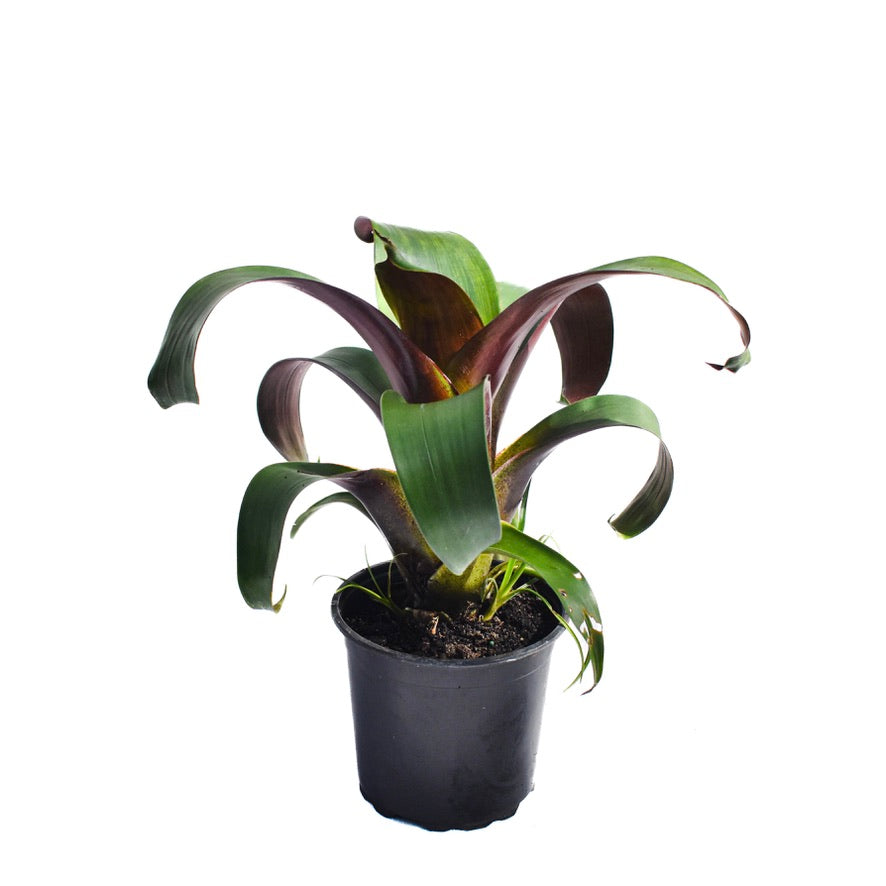 Alcantarea imperialis 'Rubra' 1.5L