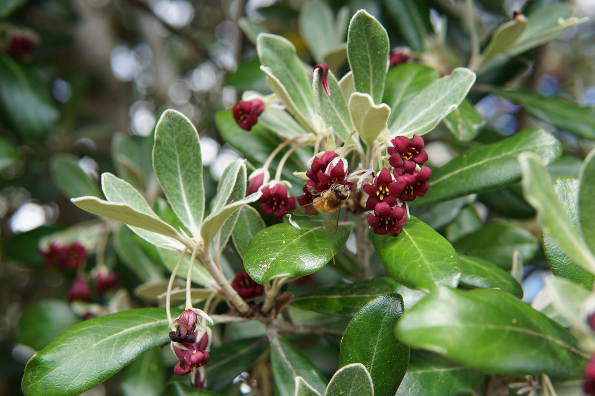 Pittosporum crassifolium 1.5L
