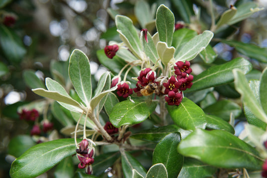 Pittosporum crassifolium 1.5L