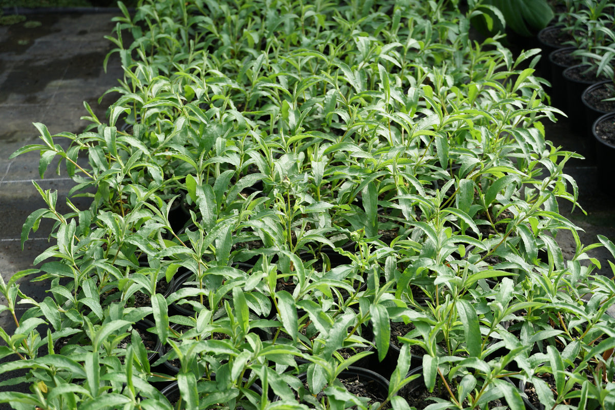 Cistus 'Brilliancy' 1.5L