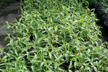 Cistus 'Brilliancy' 1.5L