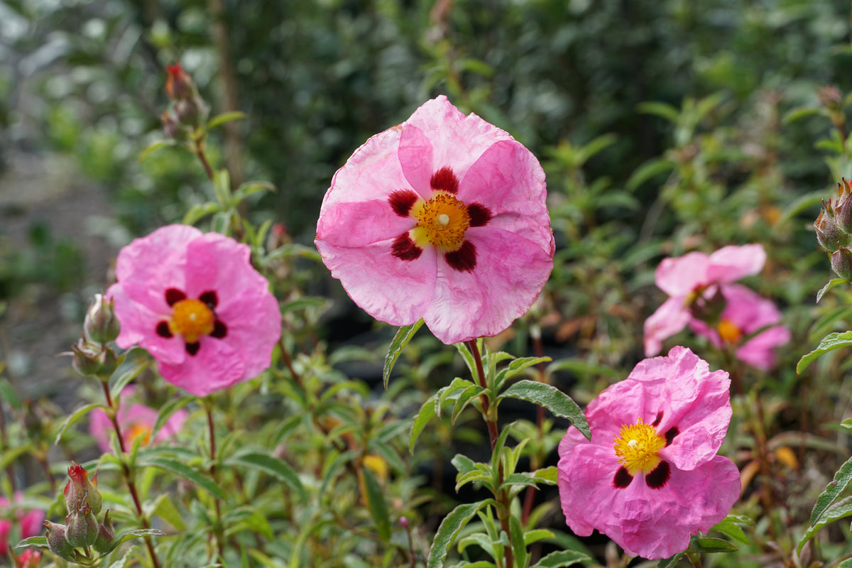 Cistus 'Brilliancy' 1.5L