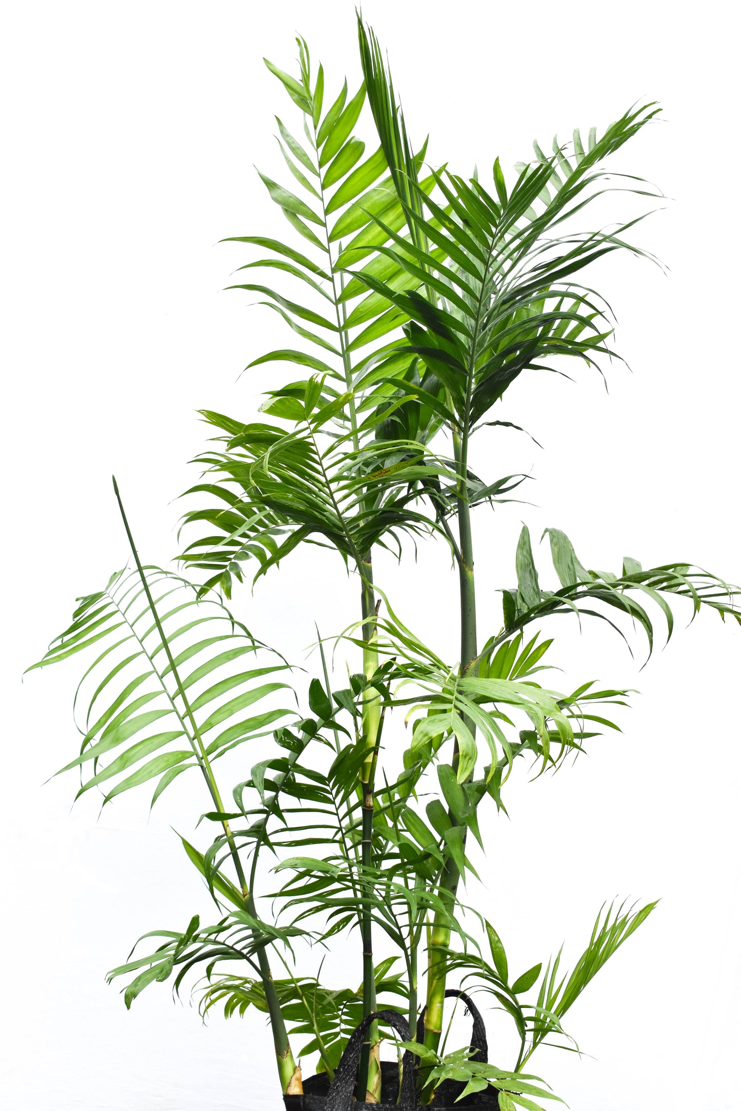 Chamaedorea costaricana 25L