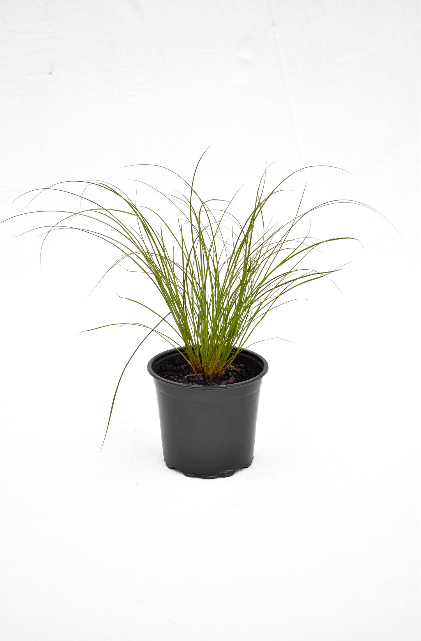 Carex testacea 1.5L