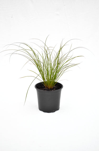 Carex testacea 1.5L