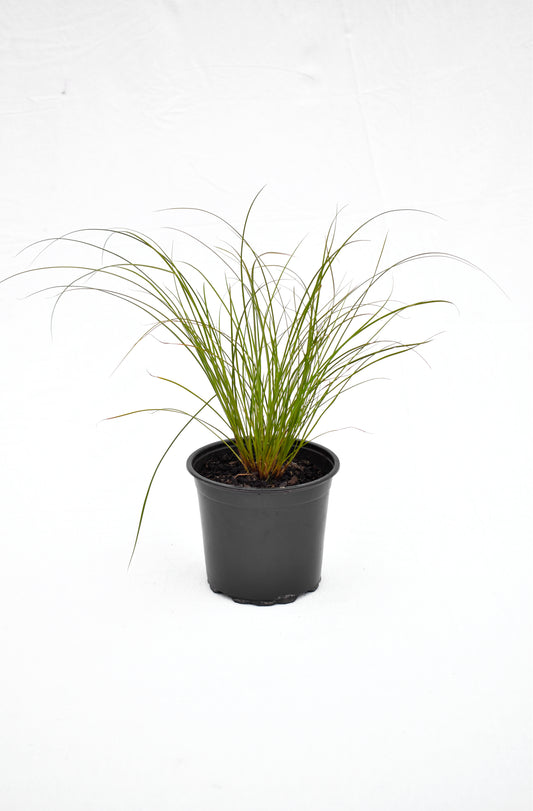 Carex testacea 1.5L