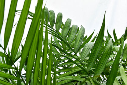 Chamaedorea costaricana 25L
