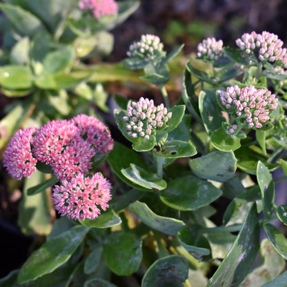 Sedum 'Autumn Joy' 1.5L