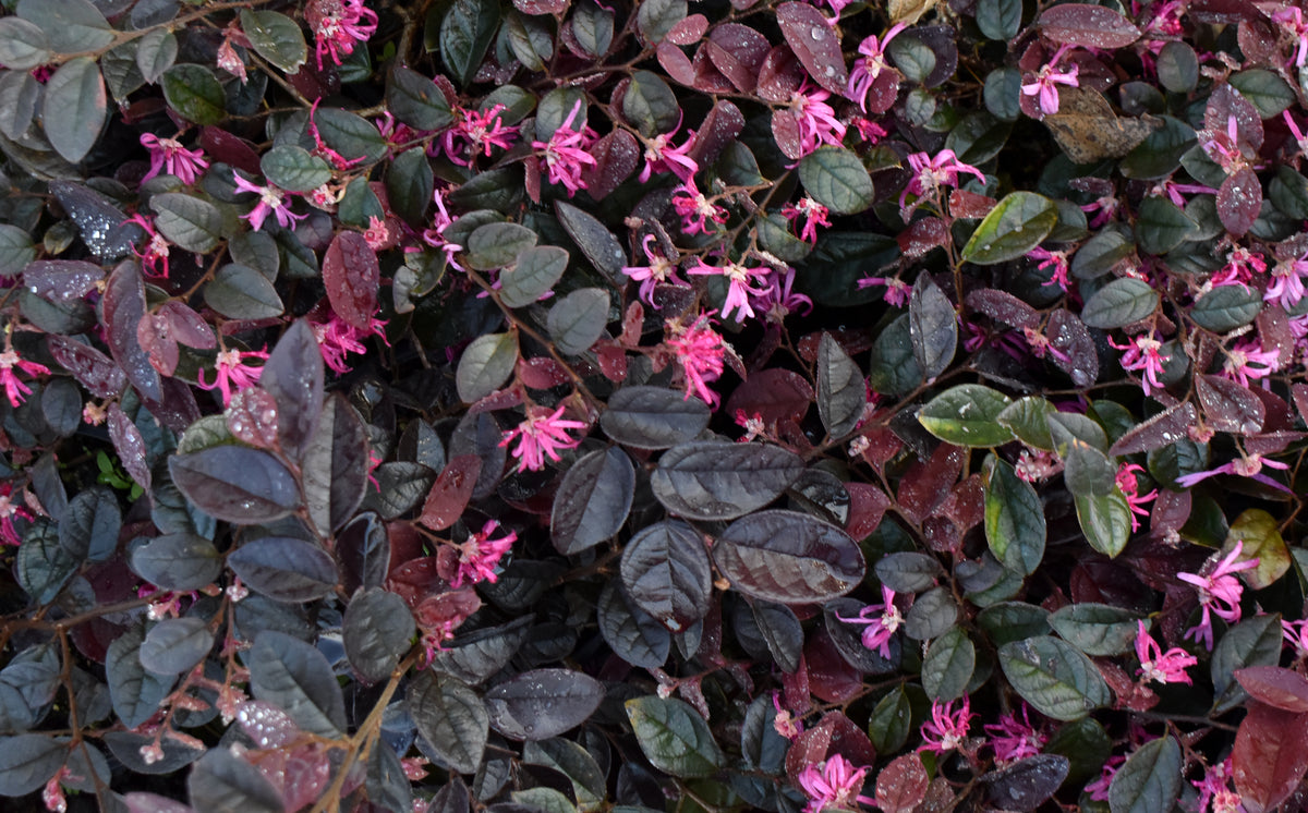 Loropetalum 'Zar de Doo' 1.5L