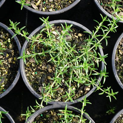 Rosmarinus prostratus 1.5L
