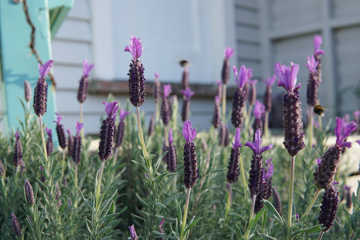 Lavandula 'Major' 1.5L