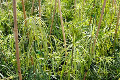 Podocarpus henkelii 5L