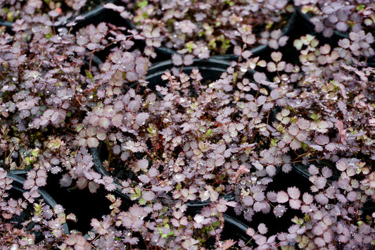 Acaena inermis 'Purpurea' 1.5L