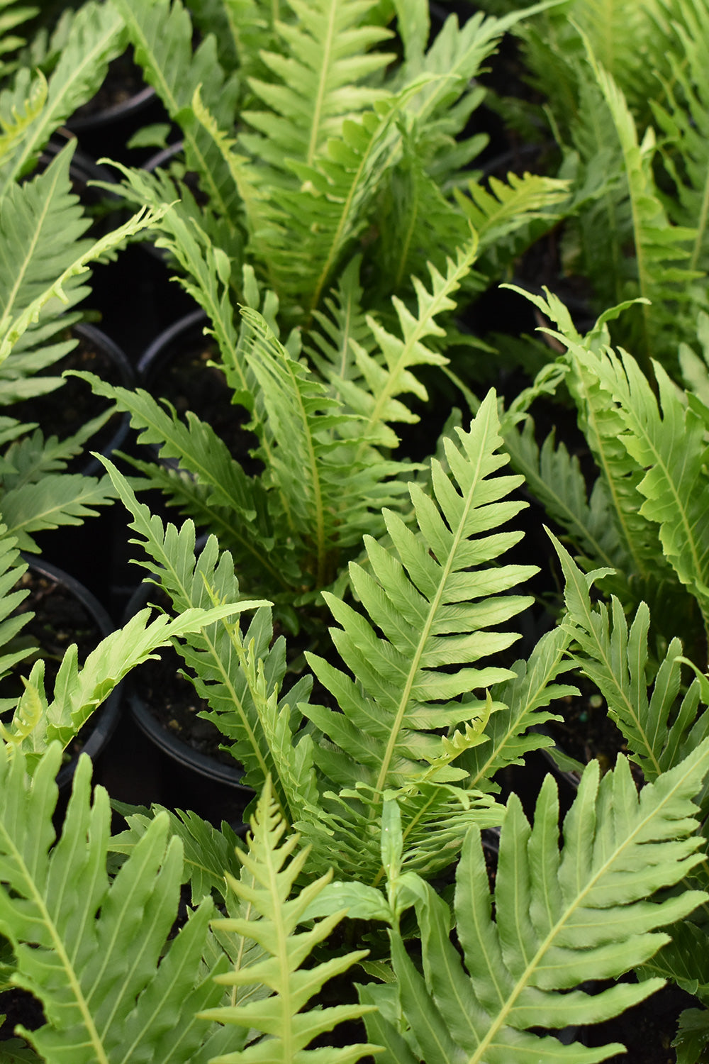 Blechnum Gibbum 'Silver Lady' 1.5L