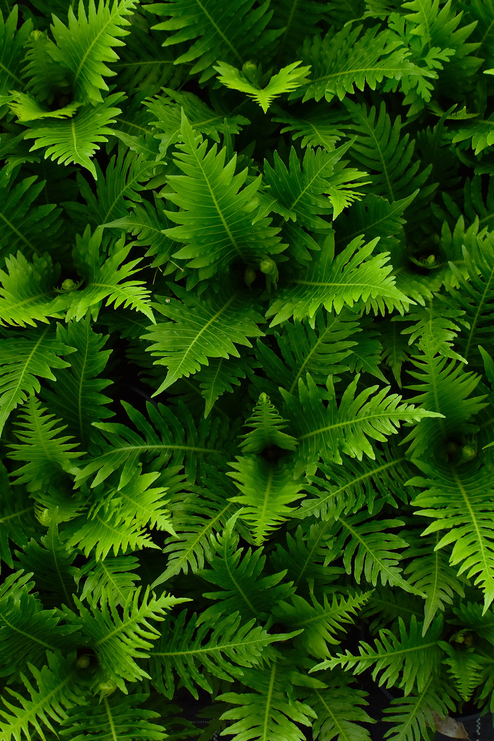 Blechnum Gibbum 'Silver Lady' 1.5L