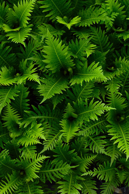 Blechnum Gibbum 'Silver Lady' 1.5L