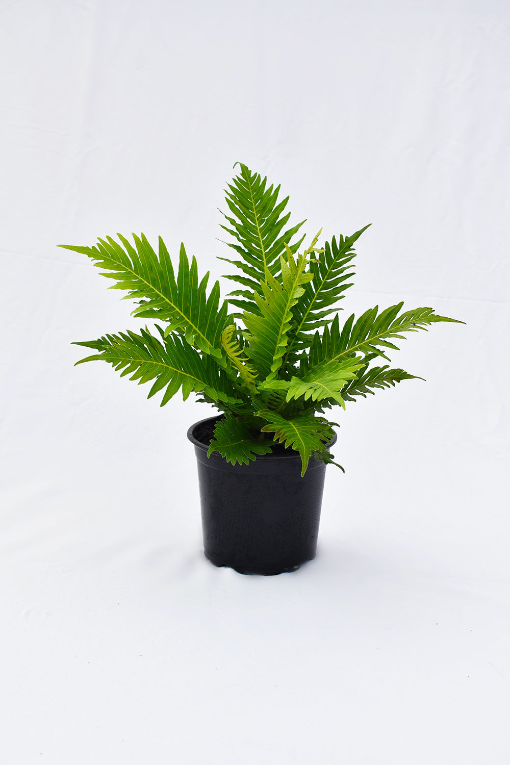 Blechnum Gibbum 'Silver Lady' 1.5L