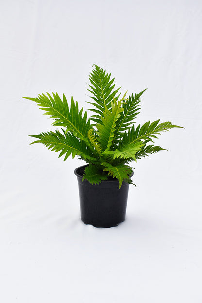 Blechnum Gibbum 'Silver Lady' 1.5L