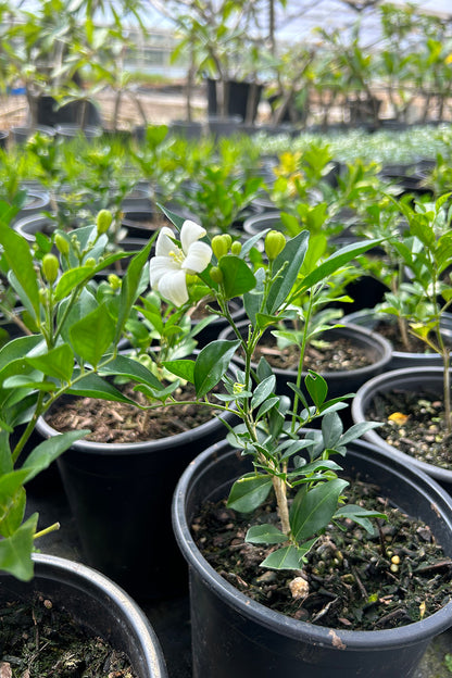 Murraya Paniculata