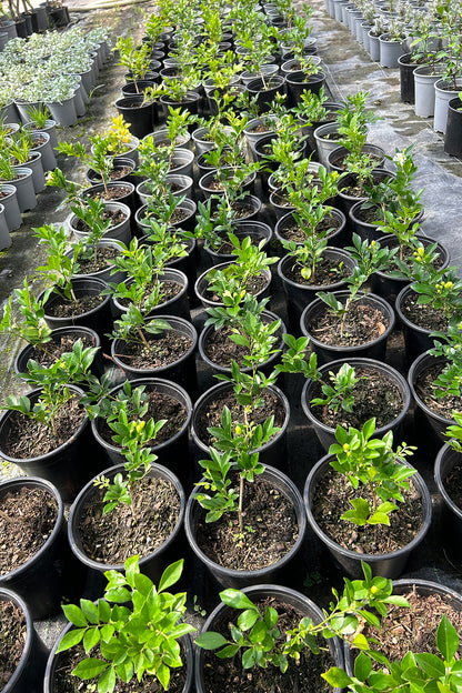 Murraya Paniculata