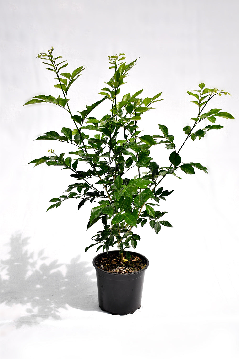 Murraya Paniculata