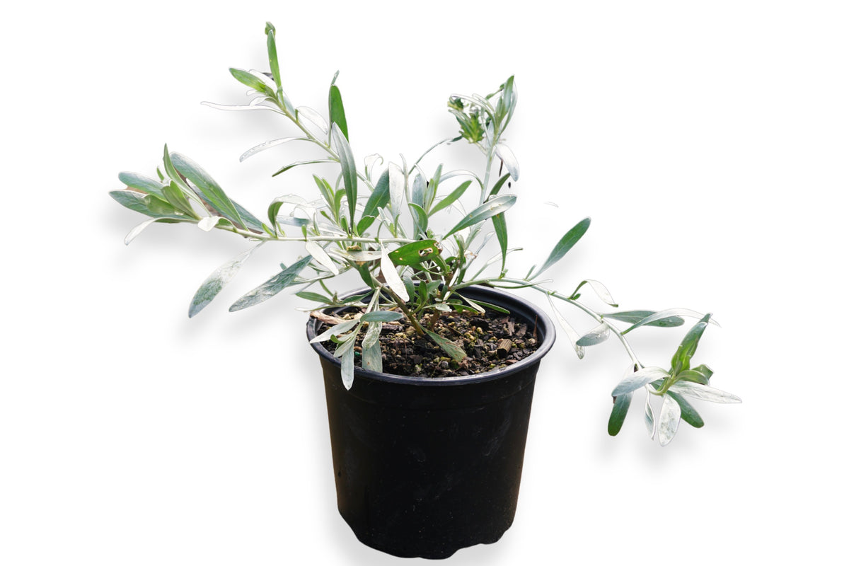 Convolvulus cneorum 1.5L