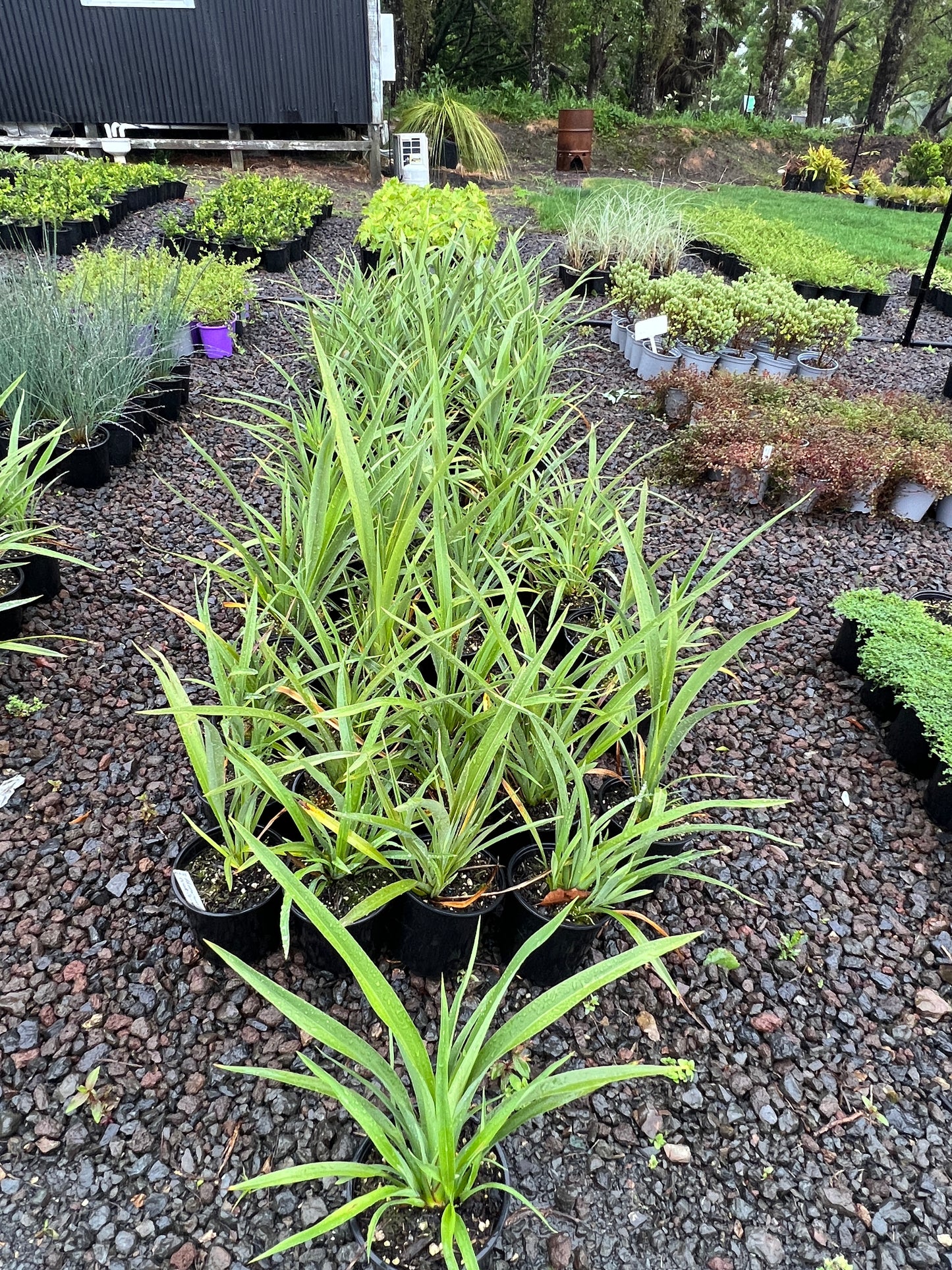 Phormium cookianum 2L image 2