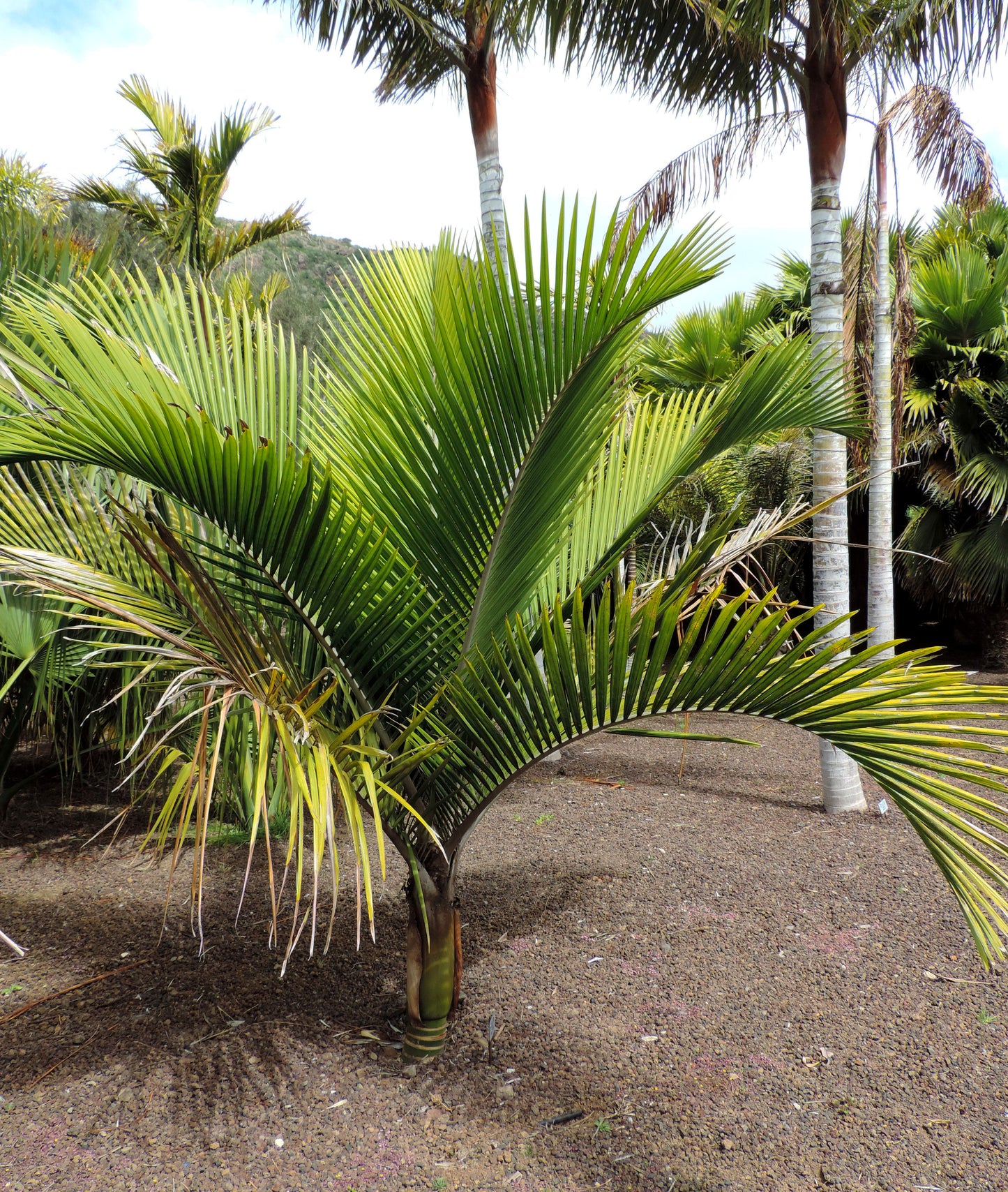 Rhopalostylis sapida image 0