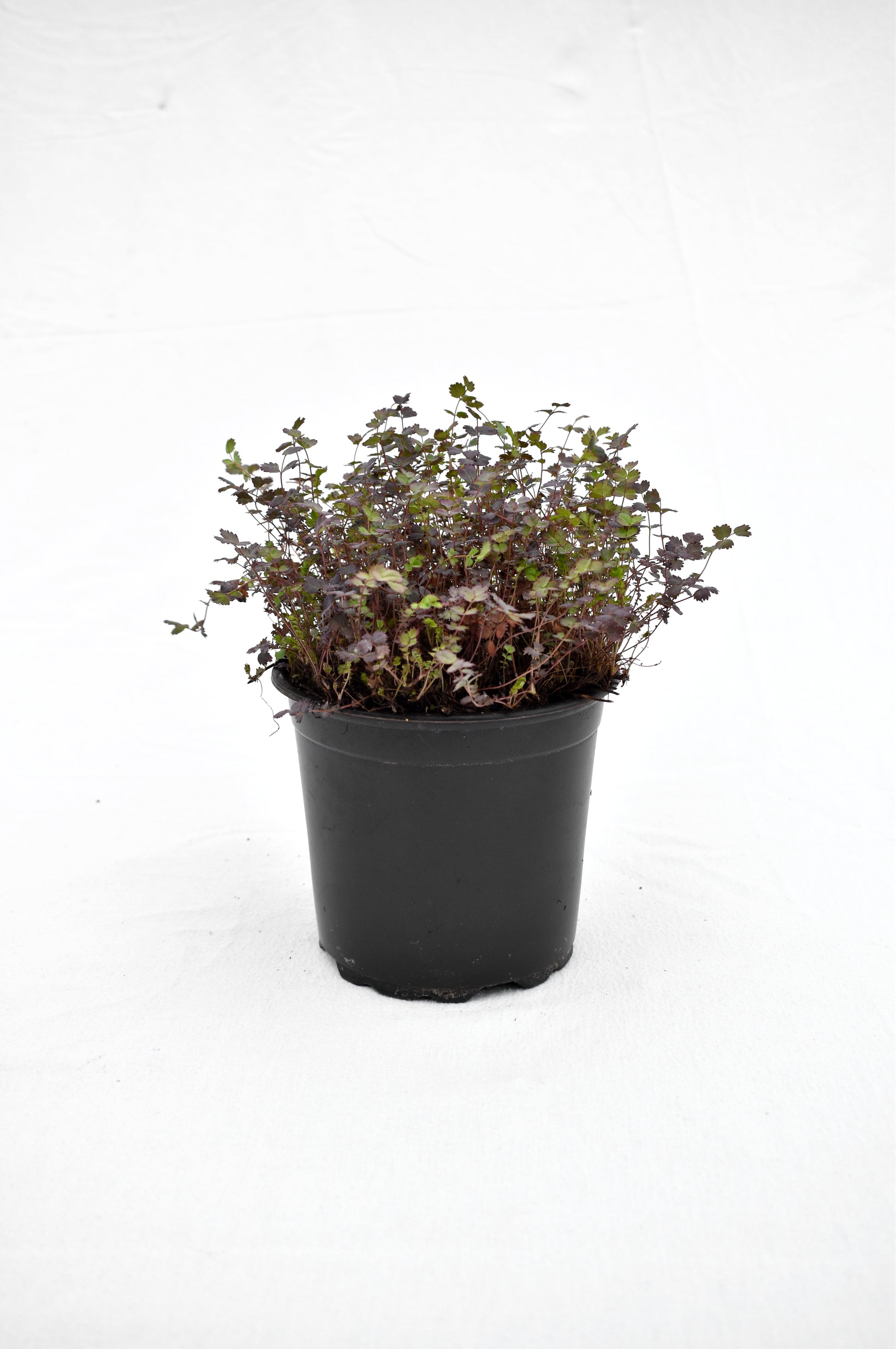 Acaena inermis Purpurea image 0