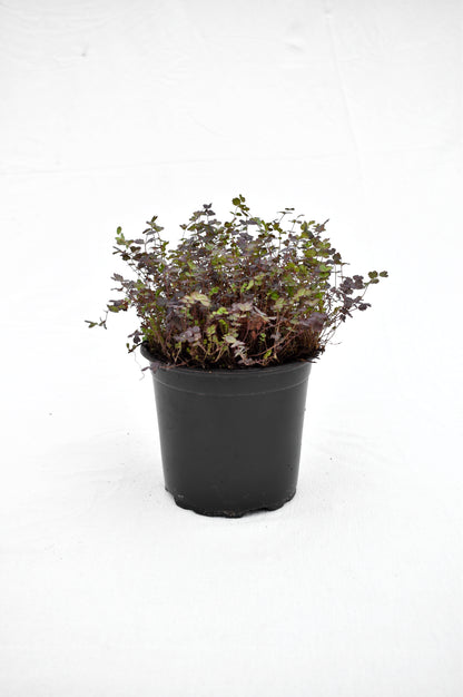 Acaena inermis Purpurea image 0