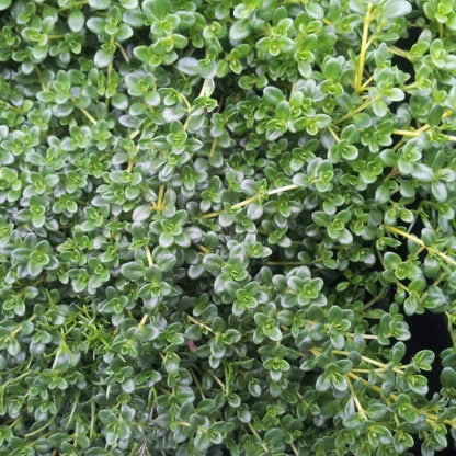 Thymus 'Emerald Carpet' image 1