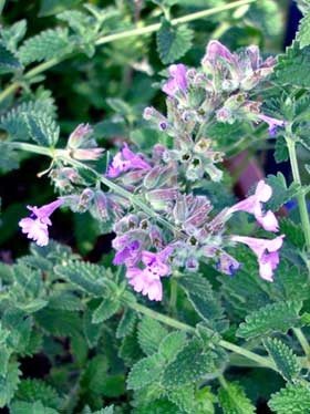Nepeta mussinii image 0